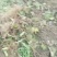 湘西永顺旺丰猕猴桃绿心嫁接苗基地，大量直供量大从优