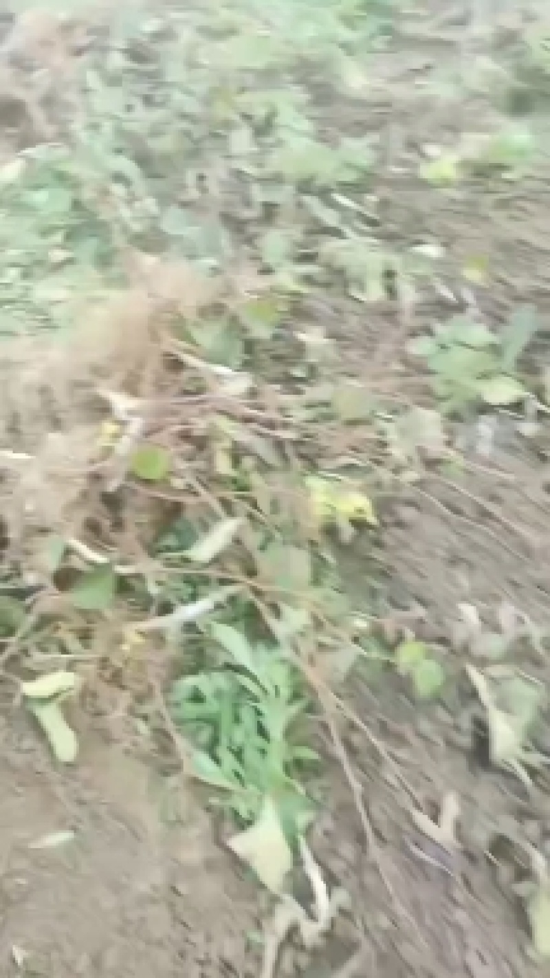 湘西永顺旺丰猕猴桃绿心嫁接苗基地，大量直供量大从优