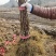 湘西永顺旺丰猕猴桃绿心嫁接苗基地，大量直供量大从优