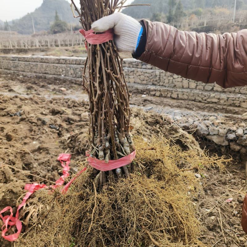 湘西永顺旺丰猕猴桃绿心嫁接苗基地，大量直供量大从优