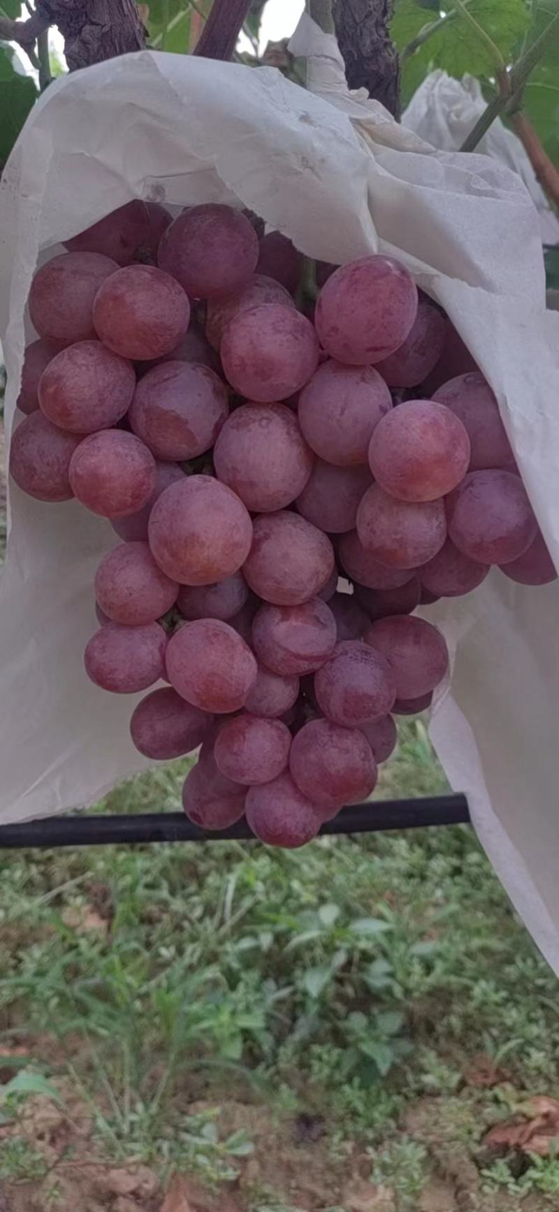 阳光玫瑰和红提