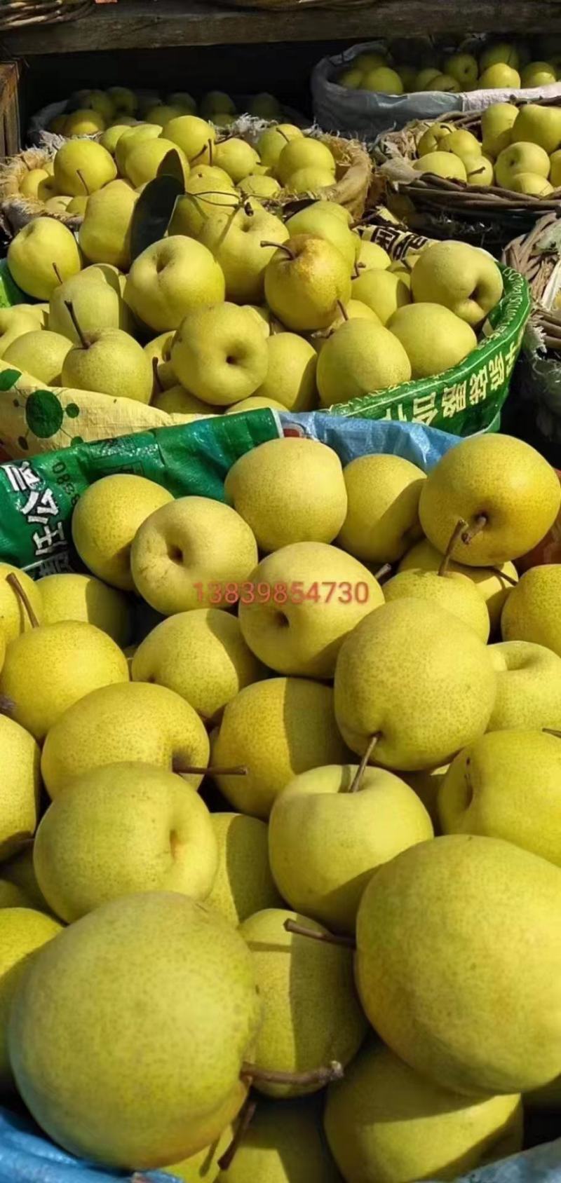 胭脂红和吊红柿子大量上市