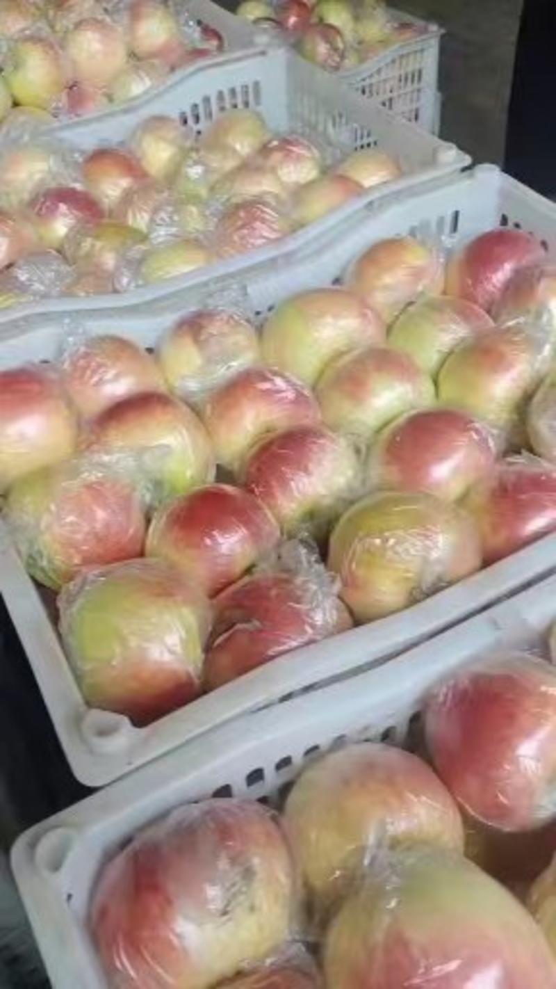 河北红星苹果品质保证诚信经营欢迎联系接商超市场电商