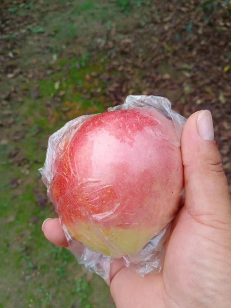 河北红星苹果品质保证诚信经营欢迎联系接商超市场电商