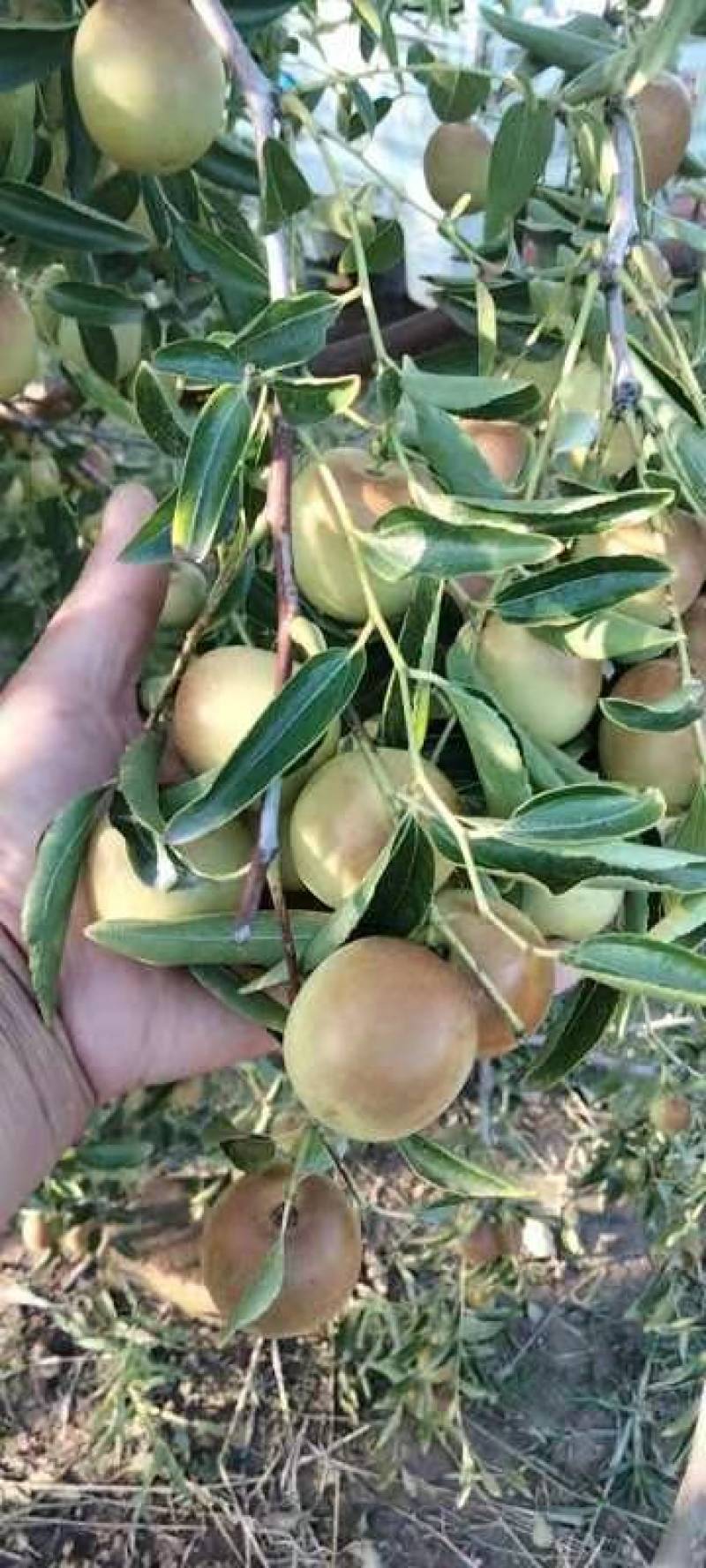 冬枣大量上市，口感脆甜，皮薄多汁，欢迎各地客商前来洽谈