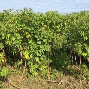 新鲜黄木薯（糖水专用黄金木薯），今年大概40万斤左右