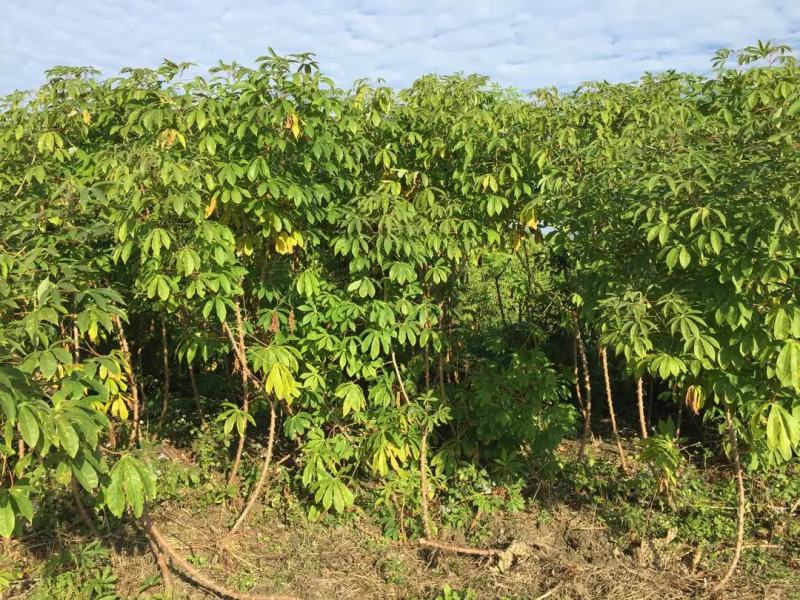 新鲜黄木薯（糖水专用黄金木薯），今年大概40万斤左右