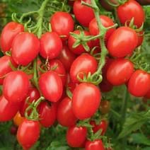 莘县小番茄樱桃小西红柿货源充足大量供应价格