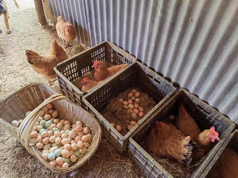 【自家养殖】土鸡蛋，口感香甜价格优惠，欢迎采购