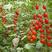 莘县小番茄樱桃小西红柿货源充足大量供应价格优惠