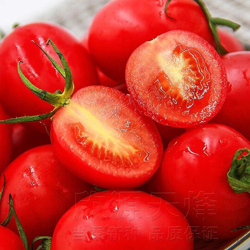 莘县小番茄樱桃小西红柿货源充足大量供应价格优惠