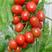 莘县小西红柿樱桃小番茄代收代发货源充足全国代发