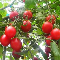 樱桃小番茄小圣女果全年供应全国欢迎各地老板致电