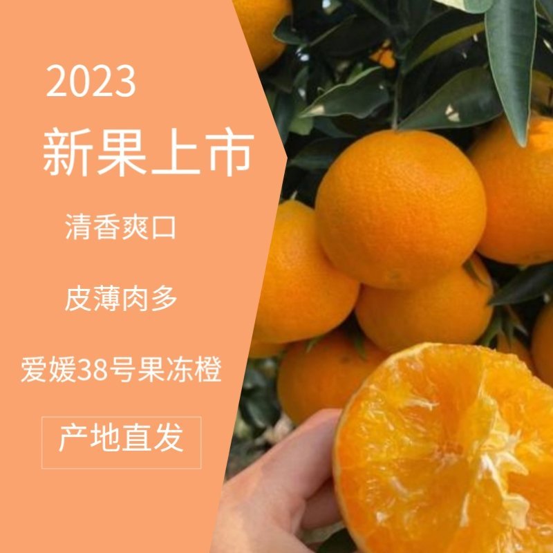 爱媛38果冻橙口感甜产地直发品质保证一手货源
