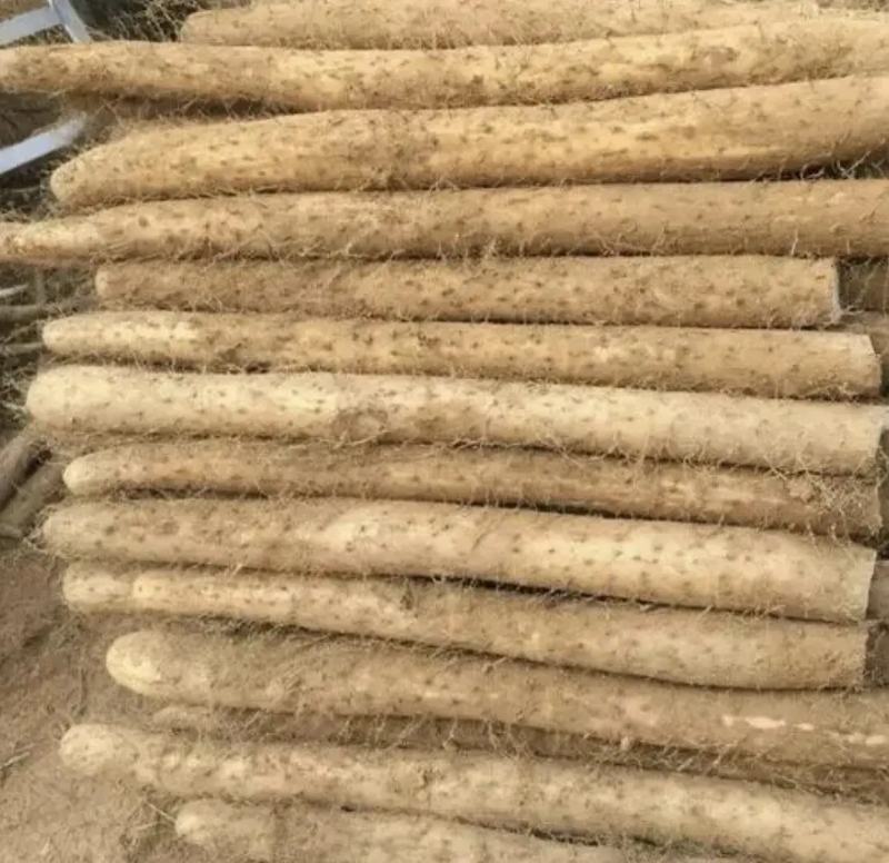 精品白玉山药，条形好，有粗度，纯沙地，特别粉，