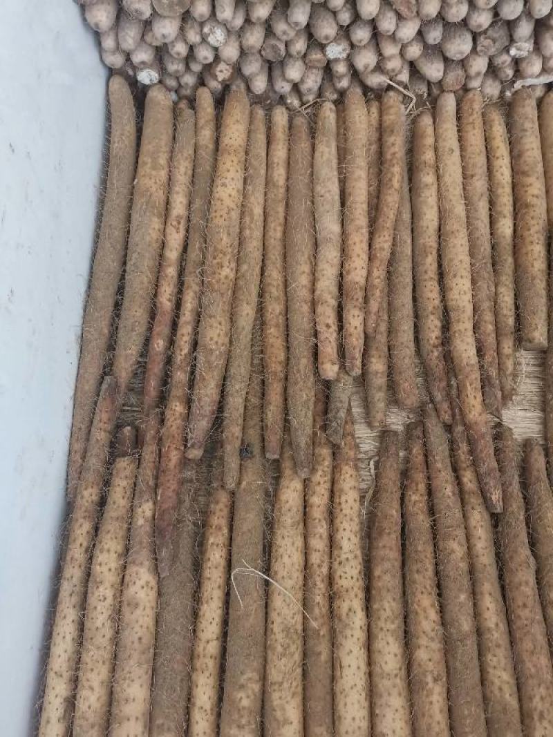 精品白玉山药，条形好，有粗度，纯沙地，特别粉，