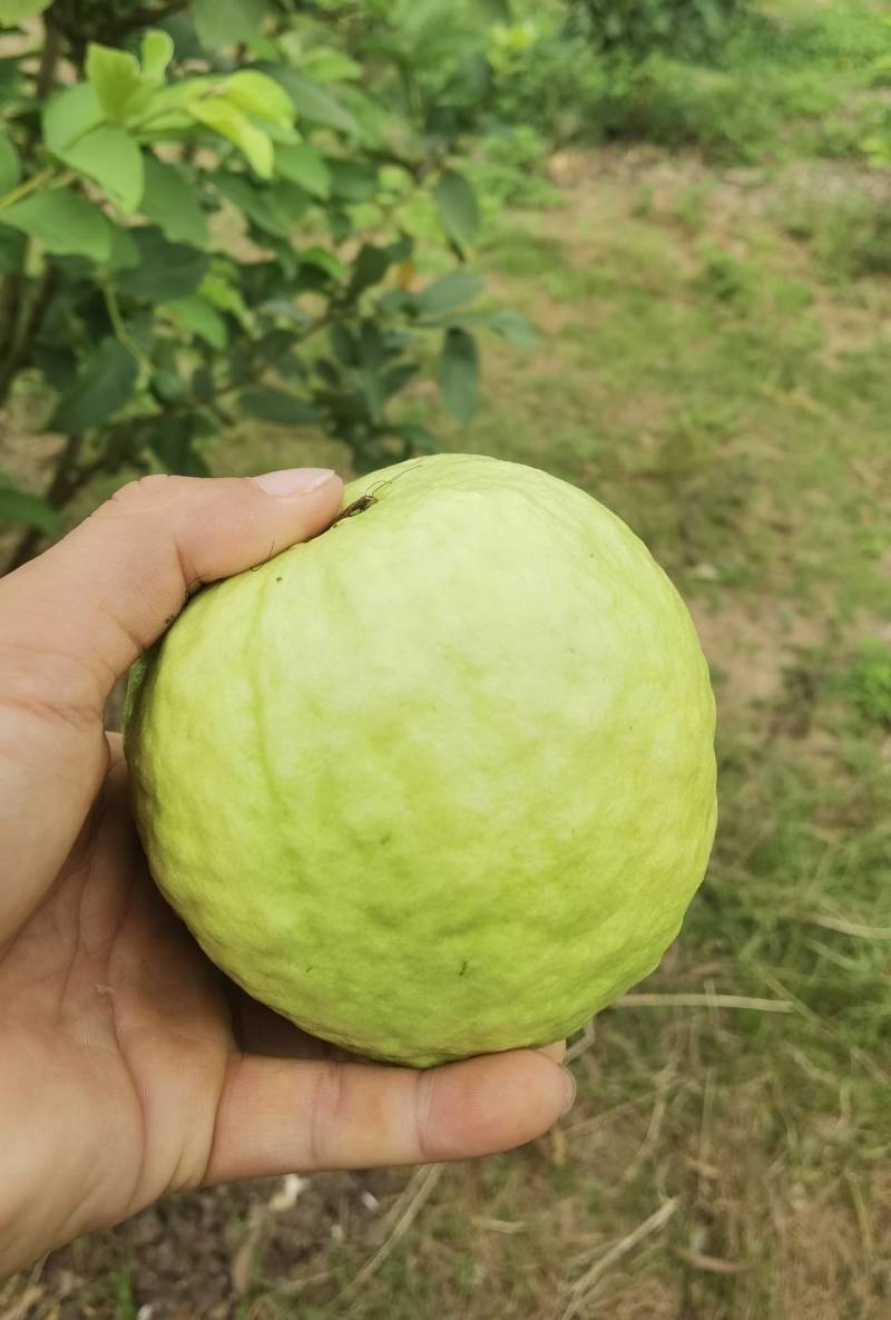 精品白心番石榴全国可发一件代发视频看货