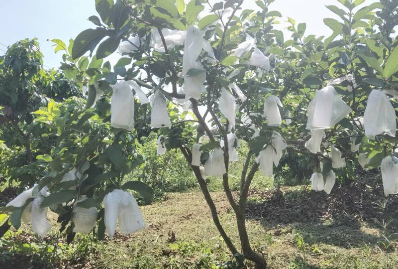 精品白心番石榴全国可发一件代发视频看货
