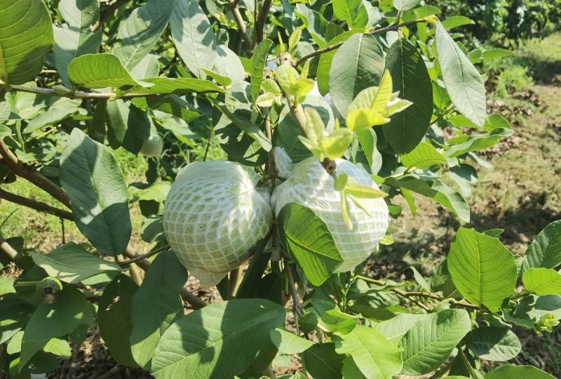 精品白心番石榴全国可发一件代发视频看货