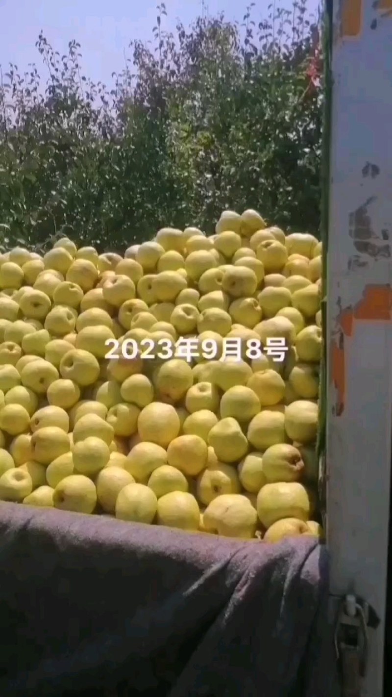 酥梨便宜了