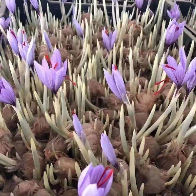 药用藏红花苗根番红花籽盆栽观赏耐寒花卉苗植物籽基地直供