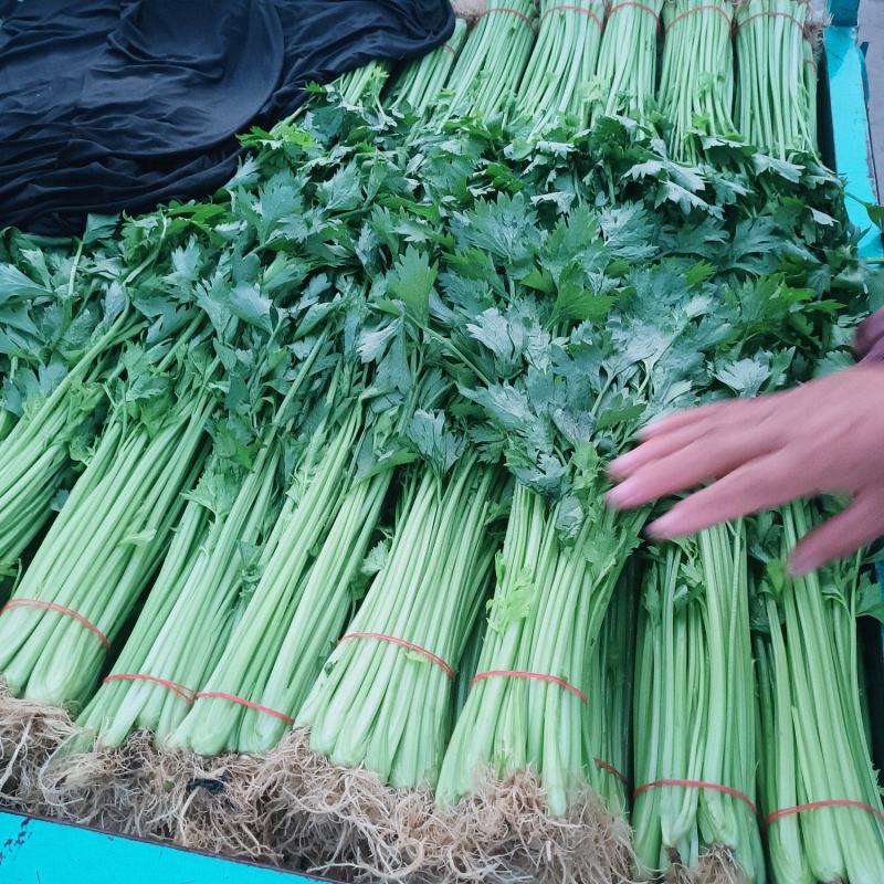 山东临沂山芹带根香芹