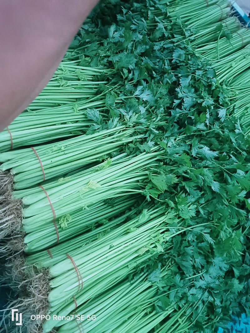 山东临沂山芹带根香芹
