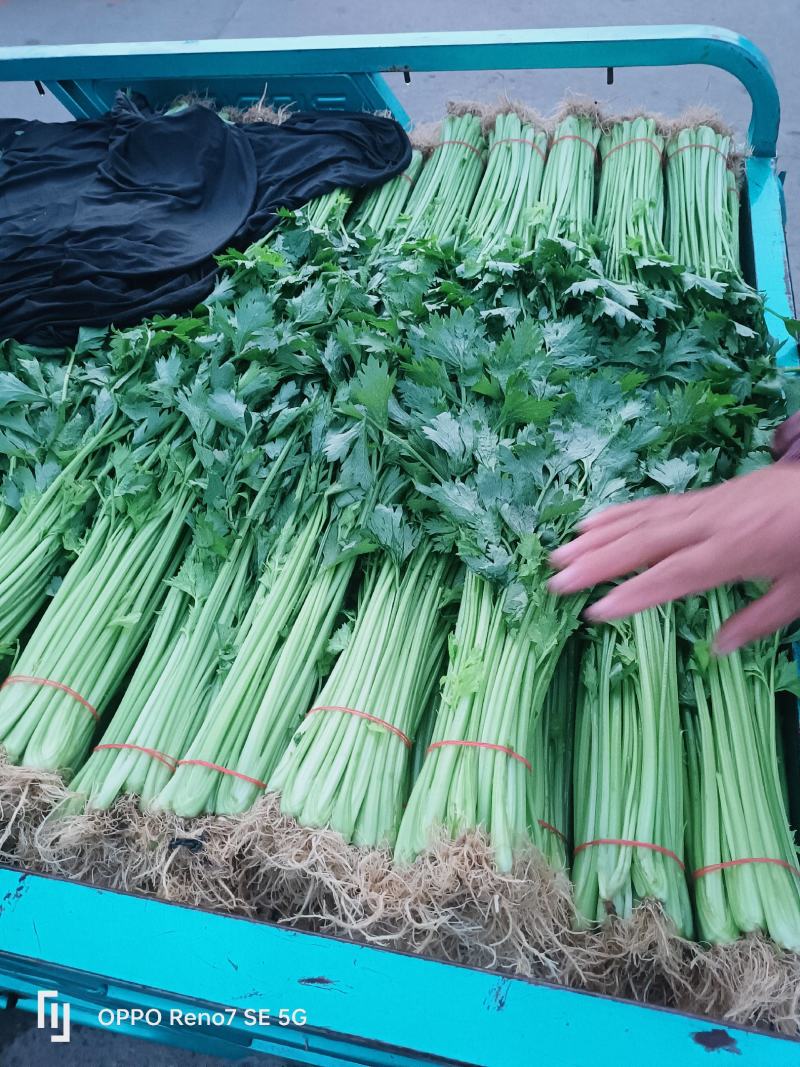山东临沂山芹带根香芹