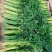 山东临沂山芹带根香芹