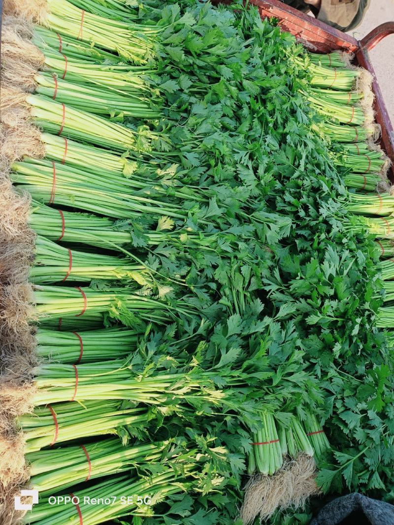 山东临沂山芹带根香芹