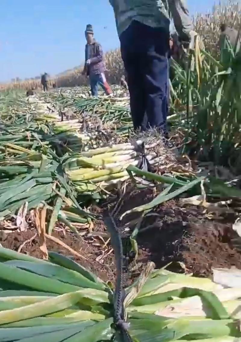 长白大葱量大质优价格优惠一手货源欢迎咨询采购
