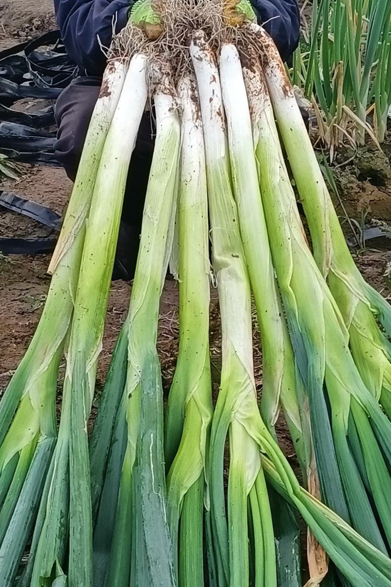 长白大葱量大质优价格优惠一手货源欢迎咨询采购