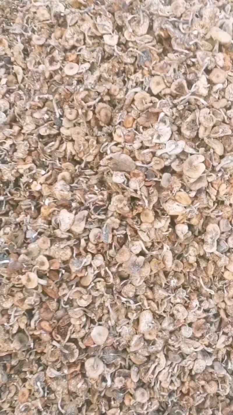 东北黑龙江野生榛蘑小蘑菇丁纯野生榛蘑东北蘑菇