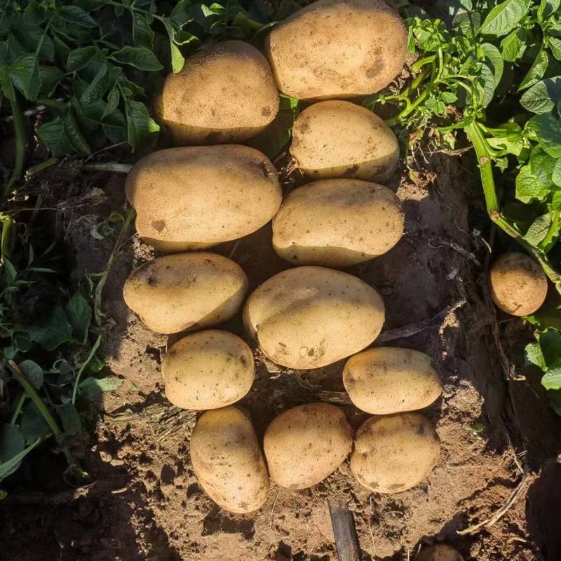 内蒙土豆，大量出货，V7，西森，实验一，沃土，质量好