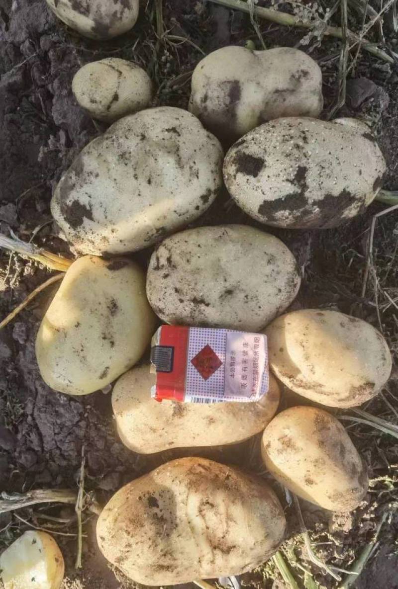 内蒙土豆，大量出货，V7，西森，实验一，沃土，质量好