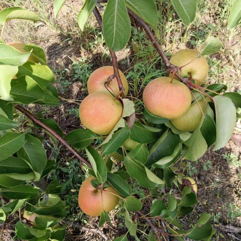 苹果梨