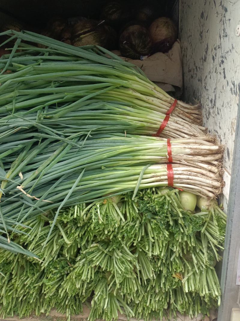 甘肃临洮现挖精品大葱/现货现发/量大价优/欢迎咨询