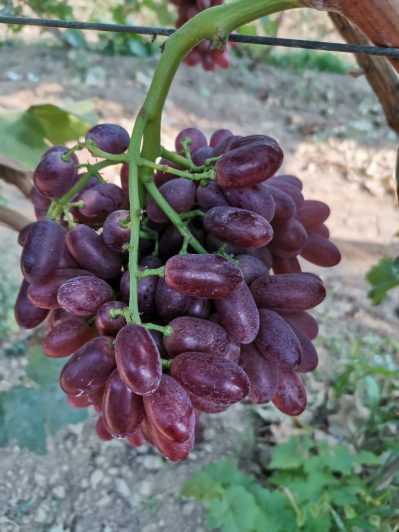 澳洲无核