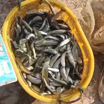 鱼苗