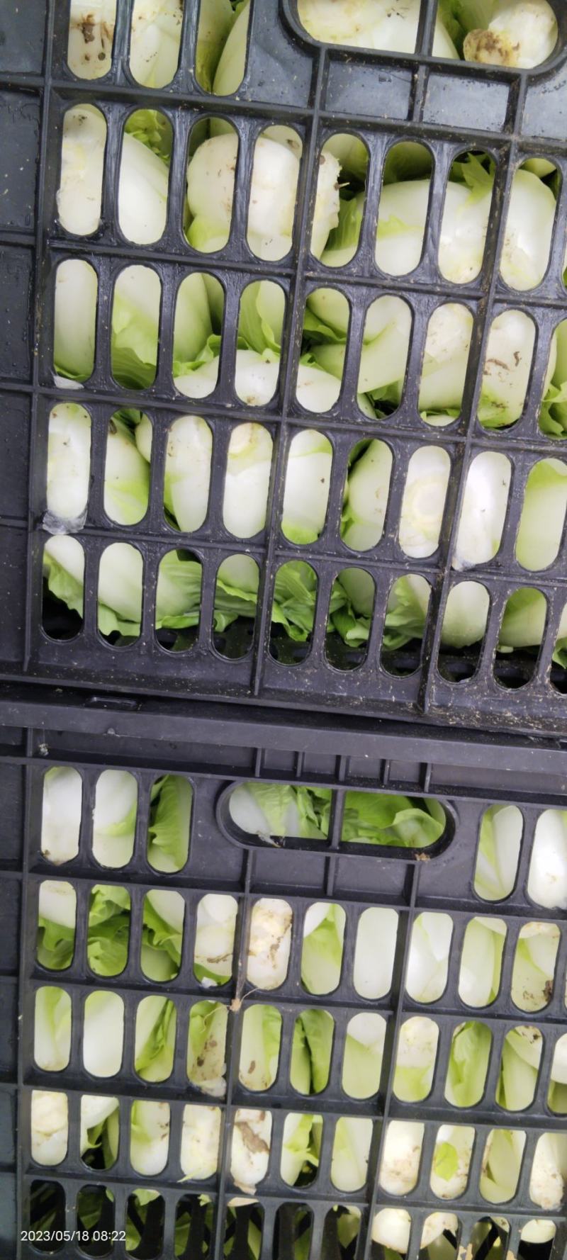 优质露天五号白菜