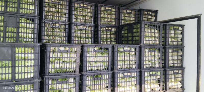 优质露天五号白菜