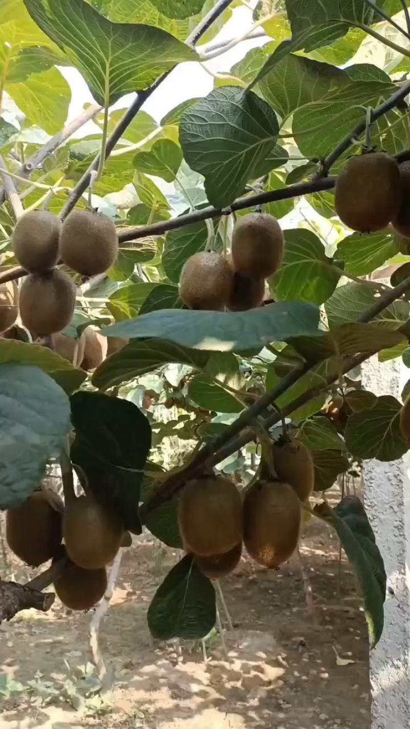 60~80徐香猕猴桃，自家果园大量上市，有需要的老板欢迎