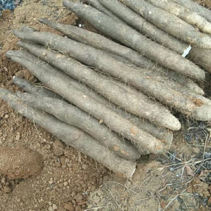 广西柳州黑鬼淮山药大量上市产地一手货源价钱便宜