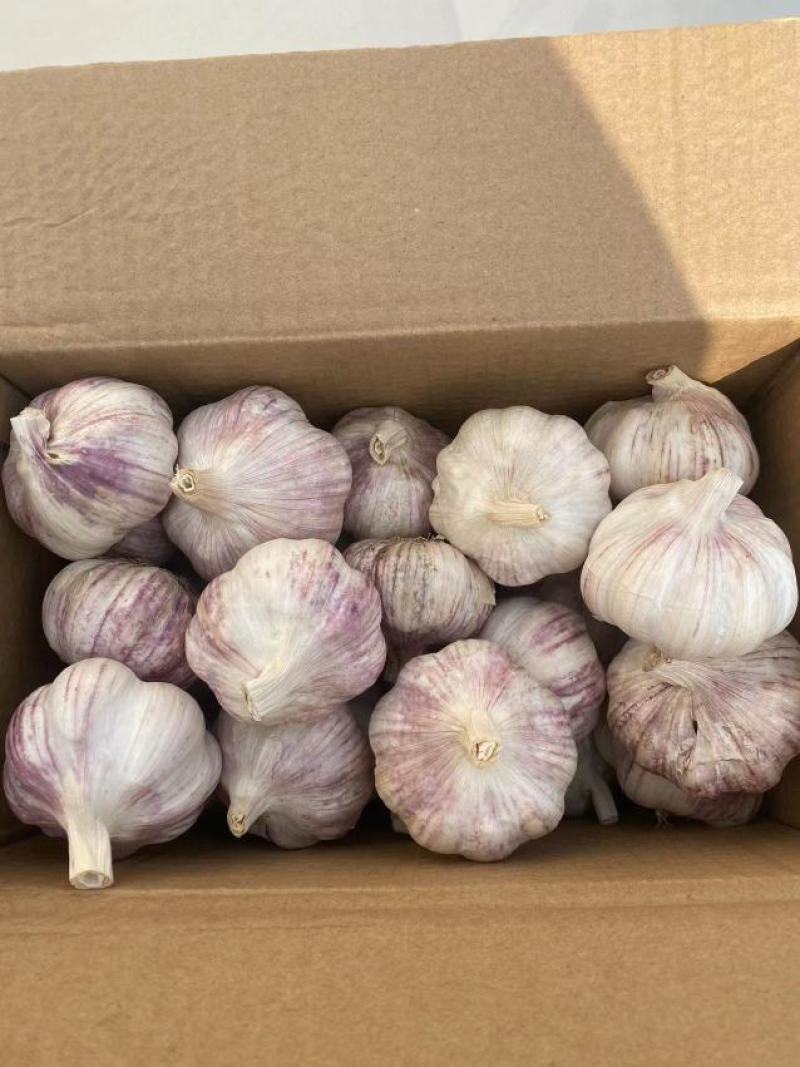山东紫皮大蒜，白皮大蒜大量供应。产地一手货源。价格美丽