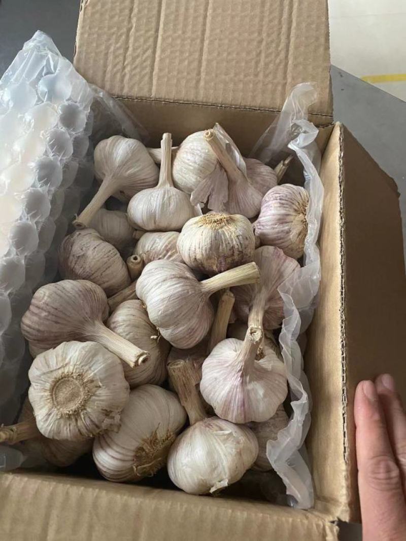 山东紫皮大蒜，白皮大蒜大量供应。产地一手货源。价格美丽