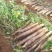 广西柳州黑鬼淮山药大量上市产地一手货源价钱便宜