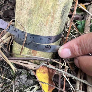 紫薇树地径6-7公分，来电优惠
