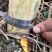 紫薇树地径6-7公分，来电优惠
