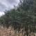 紫薇树地径6-7公分，来电优惠