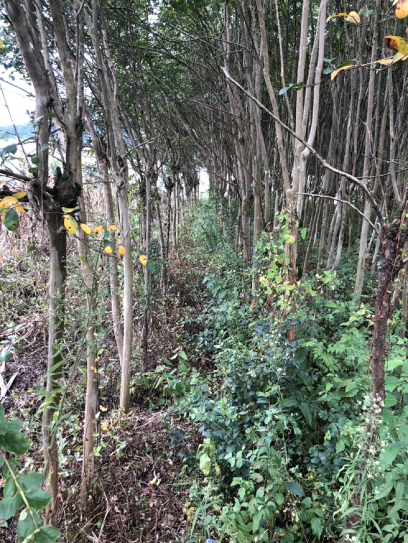 紫薇树地径6-7公分，来电优惠